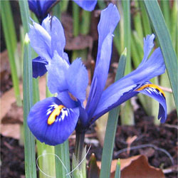 Iris Reticulata - Netted Iris